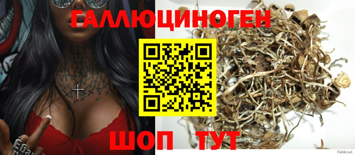 Галлюциногенные грибы Psilocybe Кандалакша